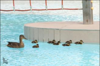 Una familia de azulones, nuevos 'socios' de Anaitasuna