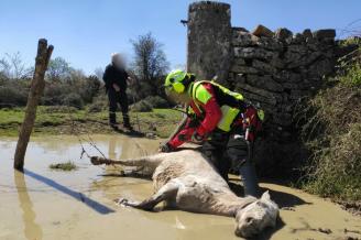 Los bomberos rescatan a una yegua a punto de ahogarse en Urbasa