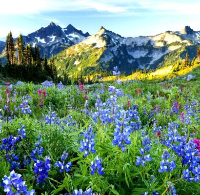 Wildflowers and the Tatoosh range at sunrise, Mt. Rainier National Park, Washington